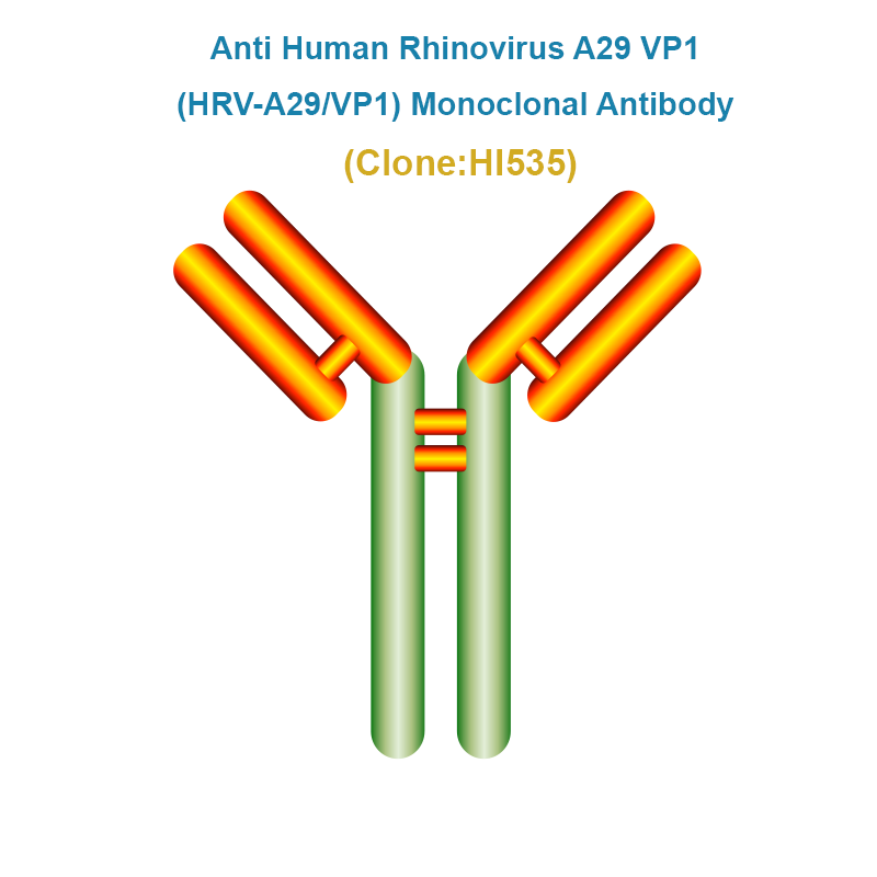 Anti Human Rhinovirus A29 VP1 (HRV-A29/VP1) Monoclonal Antibody