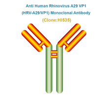 Load image into Gallery viewer, Anti Human Rhinovirus A29 VP1 (HRV-A29/VP1) Monoclonal Antibody