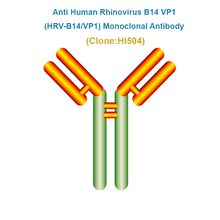 Load image into Gallery viewer, Anti Human Rhinovirus B14 VP1 (HRV-B14/VP1) Monoclonal Antibody