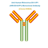 Anti Human Rhinovirus B14 VP1 (HRV-B14/VP1) Monoclonal Antibody