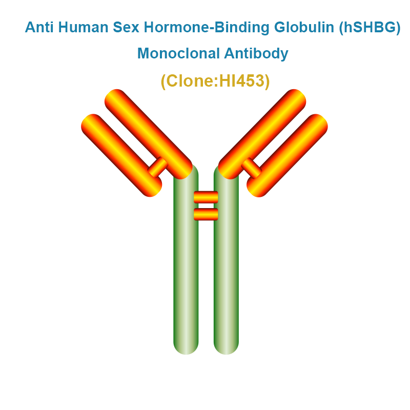 Anti Human Sex Hormone-Binding Globulin (hSHBG) Monoclonal Antibody