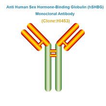 Load image into Gallery viewer, Anti Human Sex Hormone-Binding Globulin (hSHBG) Monoclonal Antibody