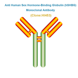 Anti Human Sex Hormone-Binding Globulin (hSHBG) Monoclonal Antibody