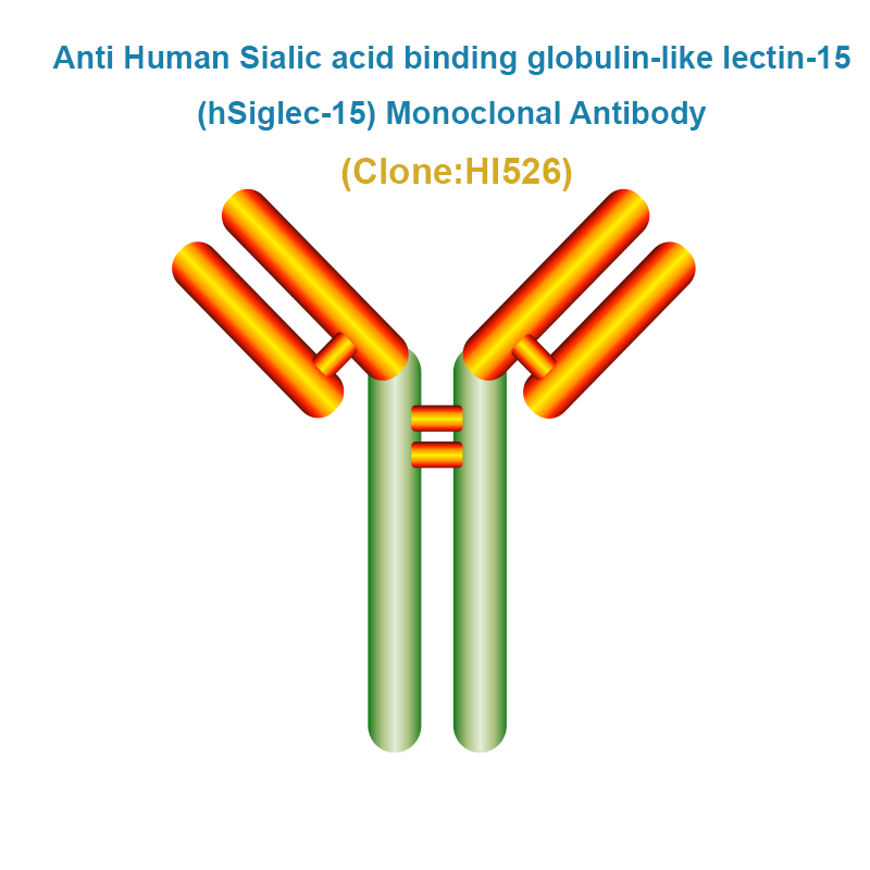 Anti Human Sialic acid binding globulin-like lectin-15 (hSiglec-15) Monoclonal Antibody