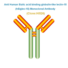 Load image into Gallery viewer, Anti Human Sialic acid binding globulin-like lectin-15 (hSiglec-15) Monoclonal Antibody