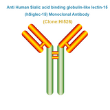 Anti Human Sialic acid binding globulin-like lectin-15 (hSiglec-15) Monoclonal Antibody