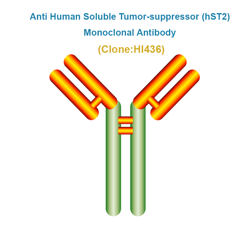 Anti Human Soluble Tumor-suppressor (hST2) Monoclonal Antibody