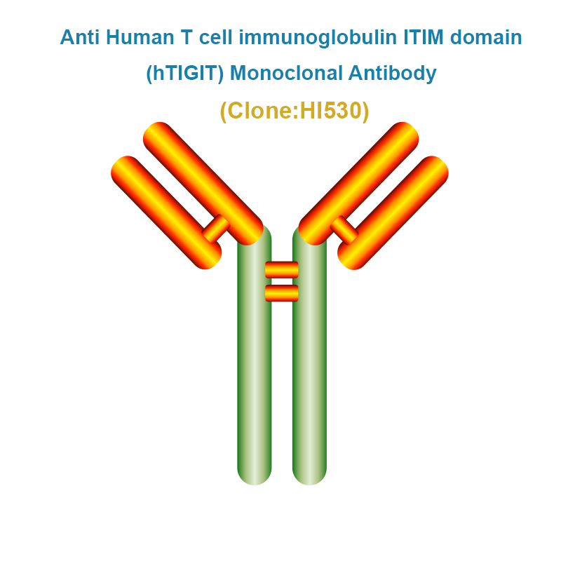 Anti Human T cell immunoglobulin ITIM domain (hTIGIT) Monoclonal Antibody