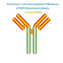 Load image into Gallery viewer, Anti Human T cell immunoglobulin ITIM domain (hTIGIT) Monoclonal Antibody
