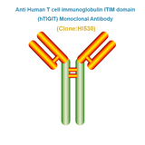 Anti Human T cell immunoglobulin ITIM domain (hTIGIT) Monoclonal Antibody