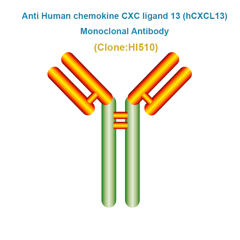 Anti Human chemokine CXC ligand 13 (hCXCL13) Monoclonal Antibody