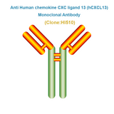 Anti Human chemokine CXC ligand 13 (hCXCL13) Monoclonal Antibody