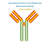 Anti Influenza B Virus V HA (FluB/V-HA) Monoclonal Antibody