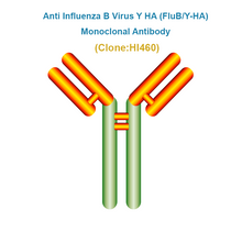 Load image into Gallery viewer, Anti Influenza B Virus Y HA (FluB/Y-HA) Monoclonal Antibody