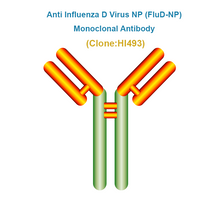 Load image into Gallery viewer, Anti Influenza D Virus NP (FluD-NP) Monoclonal Antibody