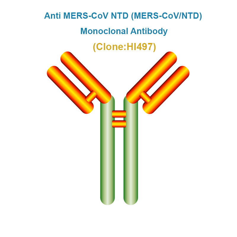 Anti MERS-CoV NTD Monoclonal Antibody