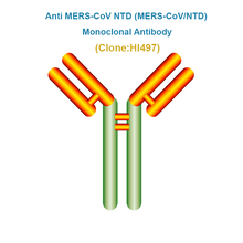 Load image into Gallery viewer, Anti MERS-CoV NTD Monoclonal Antibody