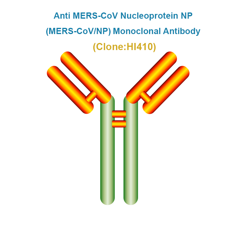 Anti MERS-CoV Nucleoprotein NP (MERS-CoV/NP) Monoclonal antibody