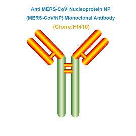 Anti MERS-CoV Nucleoprotein NP (MERS-CoV/NP) Monoclonal antibody
