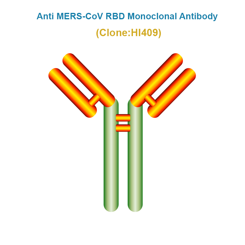 Anti MERS-CoV RBD Monoclonal Antibody