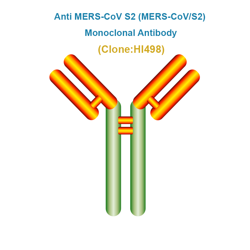 Anti MERS-CoV S2 Monoclonal Antibody