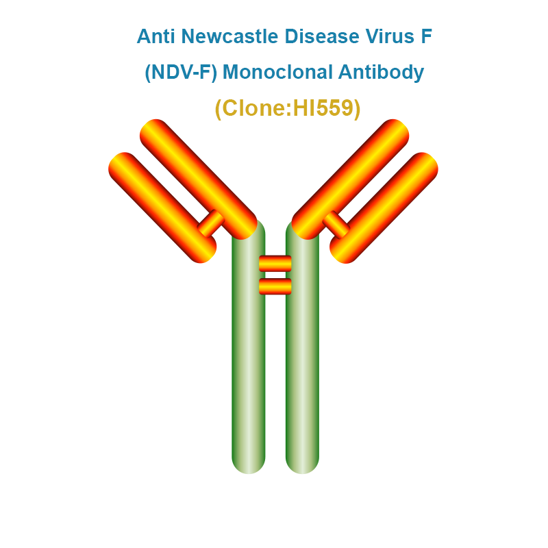 Anti Newcastle Disease Virus F (NDV-F) Monoclonal Antibody