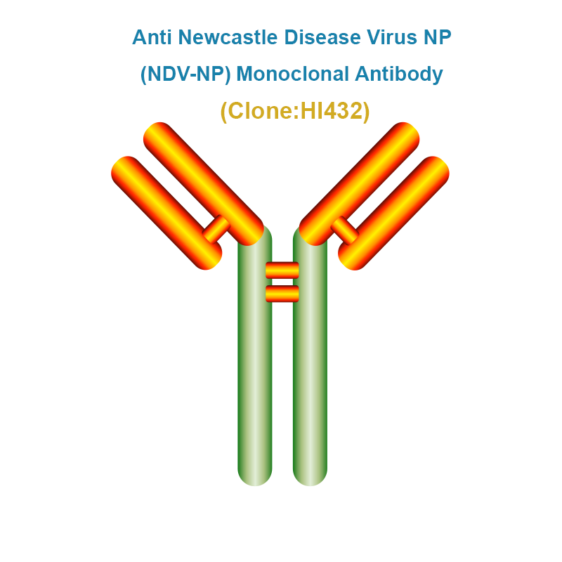 Anti Newcastle Disease Virus NP (NDV-NP) Monoclonal Antibody