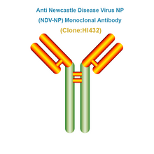 Load image into Gallery viewer, Anti Newcastle Disease Virus NP (NDV-NP) Monoclonal Antibody