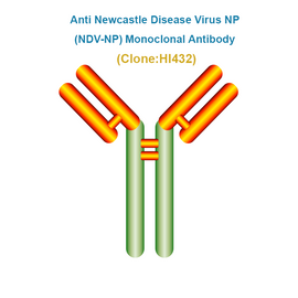Anti Newcastle Disease Virus NP (NDV-NP) Monoclonal Antibody