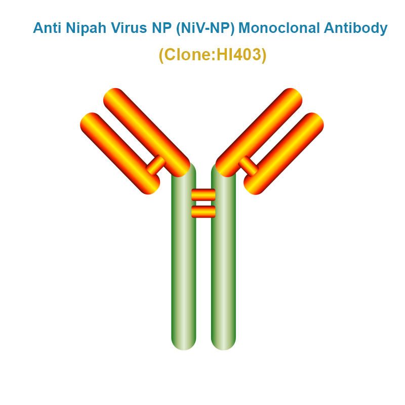 Anti Nipah Virus NP (NiV-NP) Monoclonal Antibody