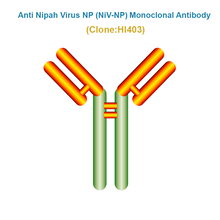 Load image into Gallery viewer, Anti Nipah Virus NP (NiV-NP) Monoclonal Antibody