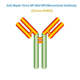 Anti Nipah Virus NP (NiV-NP) Monoclonal Antibody