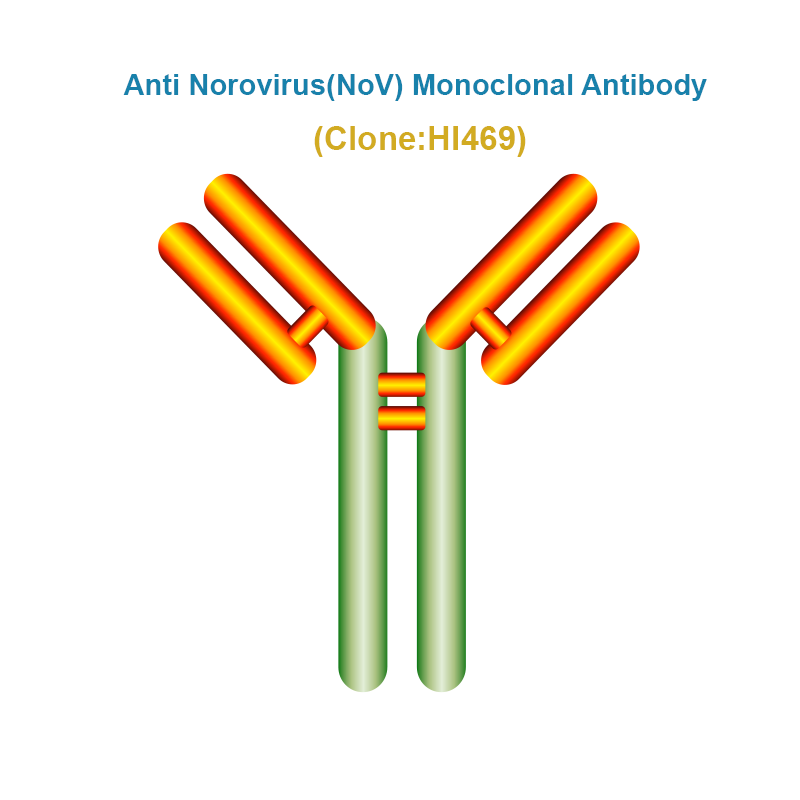 Anti Norovirus (NoV) Monoclonal Antibody