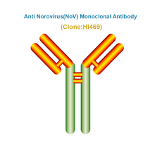 Load image into Gallery viewer, Anti Norovirus (NoV) Monoclonal Antibody