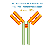 Load image into Gallery viewer, Anti Porcine Delta Coronavirus NP (PDCoV-NP) Monoclonal Antibody