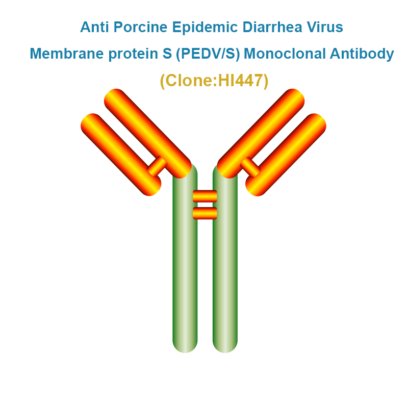 Anti Porcine Epidemic Diarrhea Virus Protein S (PEDV/S) Monoclonal Antibody