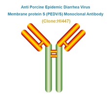 Load image into Gallery viewer, Anti Porcine Epidemic Diarrhea Virus Protein S (PEDV/S) Monoclonal Antibody