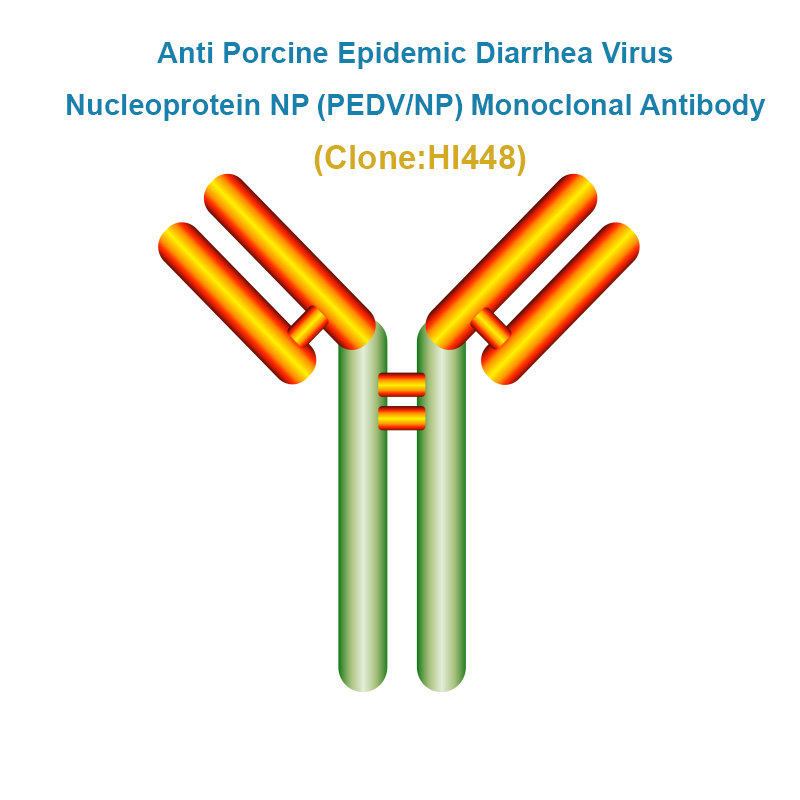 Anti Porcine Epidemic Diarrhea Virus Nucleoprotein NP (PEDV/NP) Monoclonal Antibody