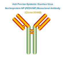Load image into Gallery viewer, Anti Porcine Epidemic Diarrhea Virus Nucleoprotein NP (PEDV/NP) Monoclonal Antibody