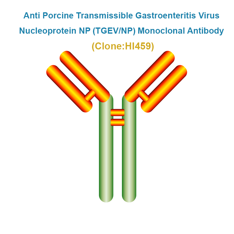 Anti Porcine Transmissible Gastroenteritis Virus Nucleoprotein NP (TGEV/NP) Monoclonal Antibody