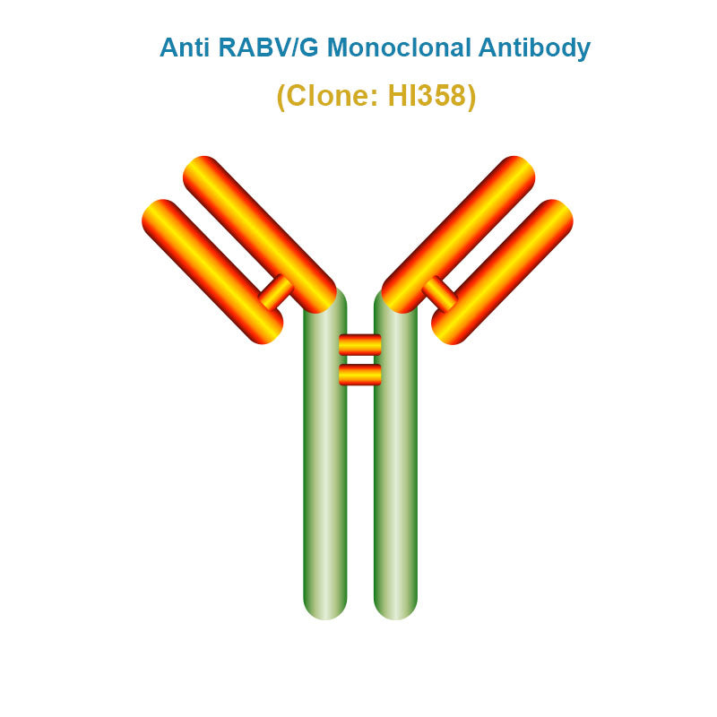 Anti Rabies Virus (RABV/G) Monoclonal Antibody