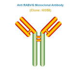 Anti Rabies Virus (RABV/G) Monoclonal Antibody