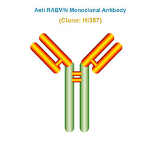 Load image into Gallery viewer, Anti Rabies Virus (RABV/N) Monoclonal Antibody