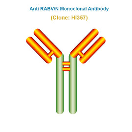 Anti Rabies Virus (RABV/N) Monoclonal Antibody