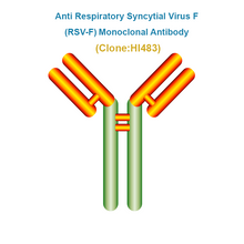 Load image into Gallery viewer, Anti Respiratory Syncytial Virus F (RSV-F) Monoclonal Antibody