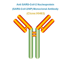 Load image into Gallery viewer, Anti SARS-CoV-2 NP Monoclonal Antibody