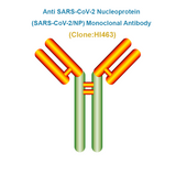 Anti SARS-CoV-2 NP Monoclonal Antibody