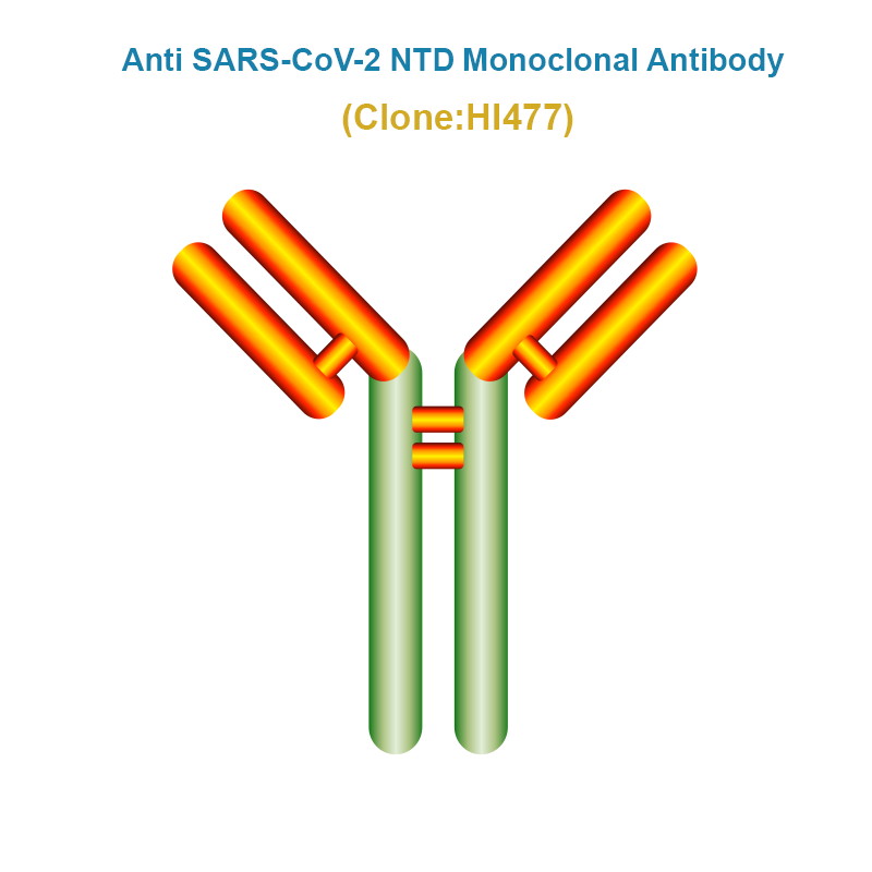 Anti SARS-CoV-2 NTD Monoclonal Antibody