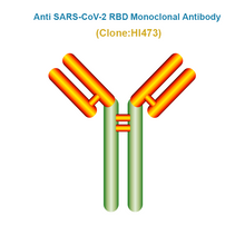 Load image into Gallery viewer, Anti SARS-CoV-2 RBD Monoclonal Antibody