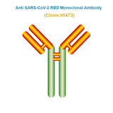 Anti SARS-CoV-2 RBD Monoclonal Antibody